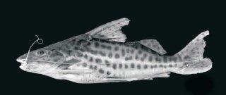 Pimelodus pantaneiro