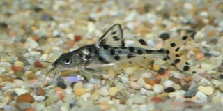 Pimelodus pictus