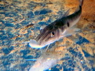 Platystomatichthys sturio