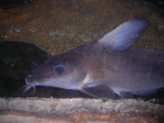 Anodontiglanis dahli