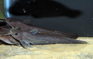 Neosilurus brevidorsalis