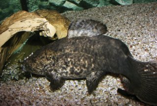 Lophiosilurus apurensis