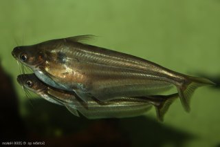 Schilbe intermedius