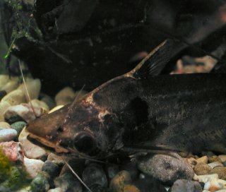 Schilbe marmoratus