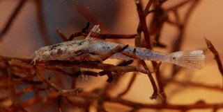 Common member of the family Scoloplacidae