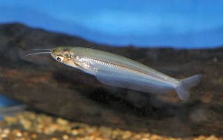 Kryptopterus cryptopterus