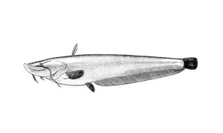 Silurus soldatovi