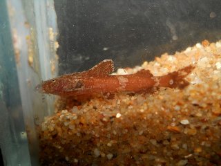 Pseudolaguvia ferruginea