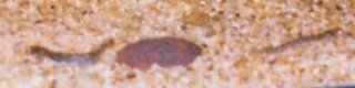 Ochmacanthus orinoco