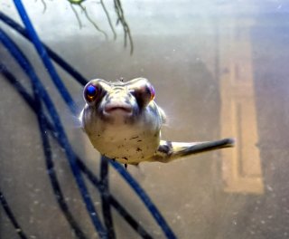 Tetraodon lineatus