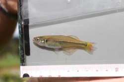 Rheocles vatosoa - Click for species data page