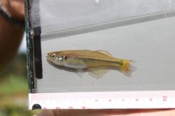 Rheocles vatosoa - Click for species page