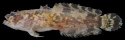 Allenbatrachus grunniens - Click for species data page