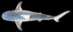 Carcharhinus leucas - Click for species data page