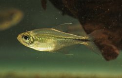 Hemigrammus filamentosus