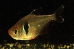 Megalamphodus megalopterus