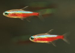 Paracheirodon axelrodi