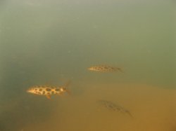 Leporinus julii