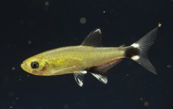 Aphyocharax nattereri - Click for species page