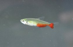 Aphyocharax rathbuni - Click for species page