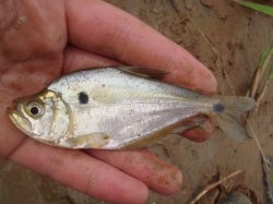 Charax gibbosus - Click for species data page