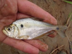 Charax gibbosus - Click for species page