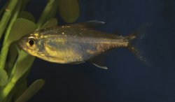 Hemigrammus vorderwinkleri - Click for species data page