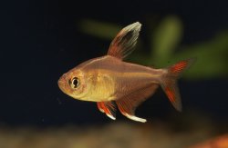 Hyphessobrycon bentosi - Click for species data page