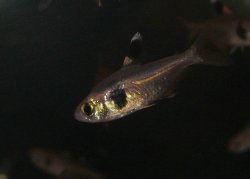 Hyphessobrycon takasei - Click for species data page