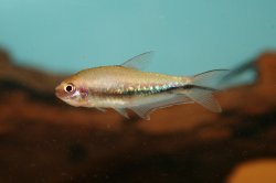 Nematobrycon lacortei - Click for species data page