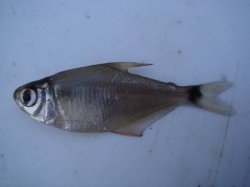 Tetragonopterus chalceus - Click for species data page