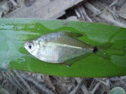 Tetragonopterus chalceus