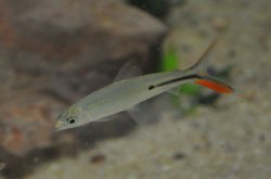 Hemiodus gracilis - Click for species page