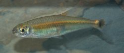 Iguanodectes spilurus - Click for species page