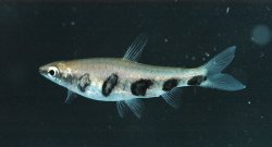 Nannostomus espei