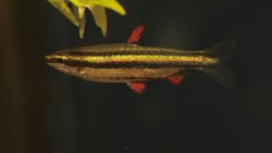 Nannostomus marginatus