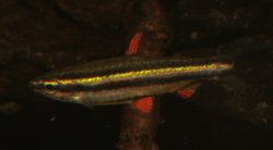 Nannostomus marginatus