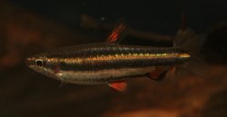 Nannostomus marginatus