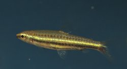Nannostomus minimus - Click for species page
