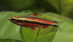 Nannostomus rubrocaudatus - Click for species page