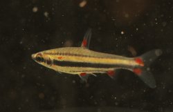 Nannostomus trifasciatus