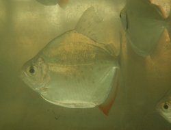 Myloplus rubripinnis - Click for species page
