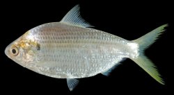 Anodontostoma chacunda - Click for species page