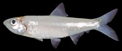 Clupeichthys aesarnensis