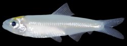 Clupeichthys aesarnensis