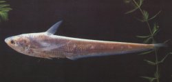 Coilia grayii