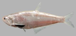 Setipinna melanochir - Click for species page