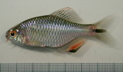 Paratanakia himantegus - Click for species page