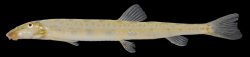 Acanthopsoides delphax - Click for species page