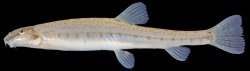 Acanthopsoides gracilentus - Click for species page